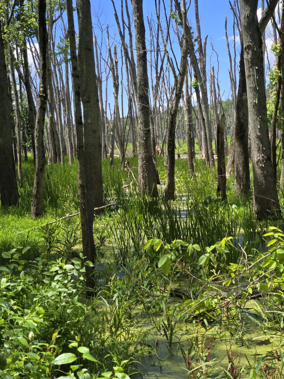 Swampy forest with bare dead trees, green shrubs, cattails, and shallow water under a bright blue sky