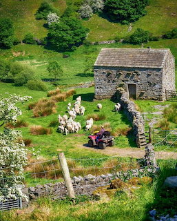 Stone cottage with sheep grazing on green hillside with flowering bushes and stone walls