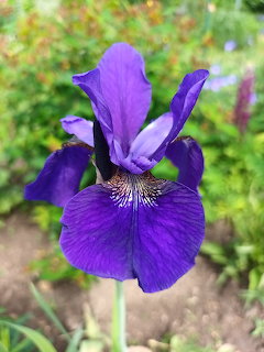 Purple Iris Flower