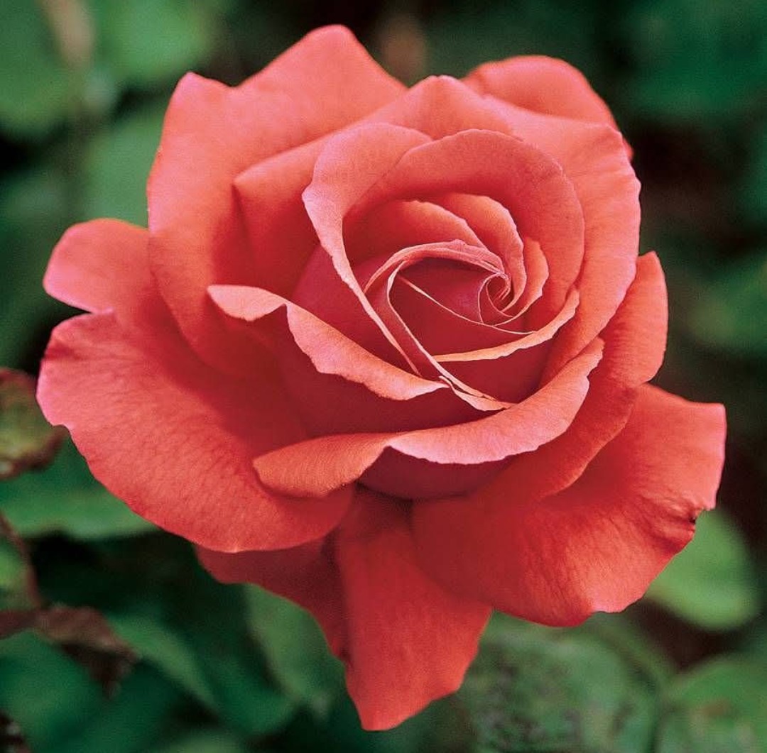 Hybrid Tea Rose