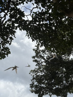 Two white terns flying in a cloudy sky framed by leafy tree branches