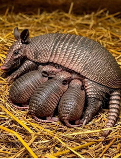 Adult armadillo resting with four baby armadillos on straw