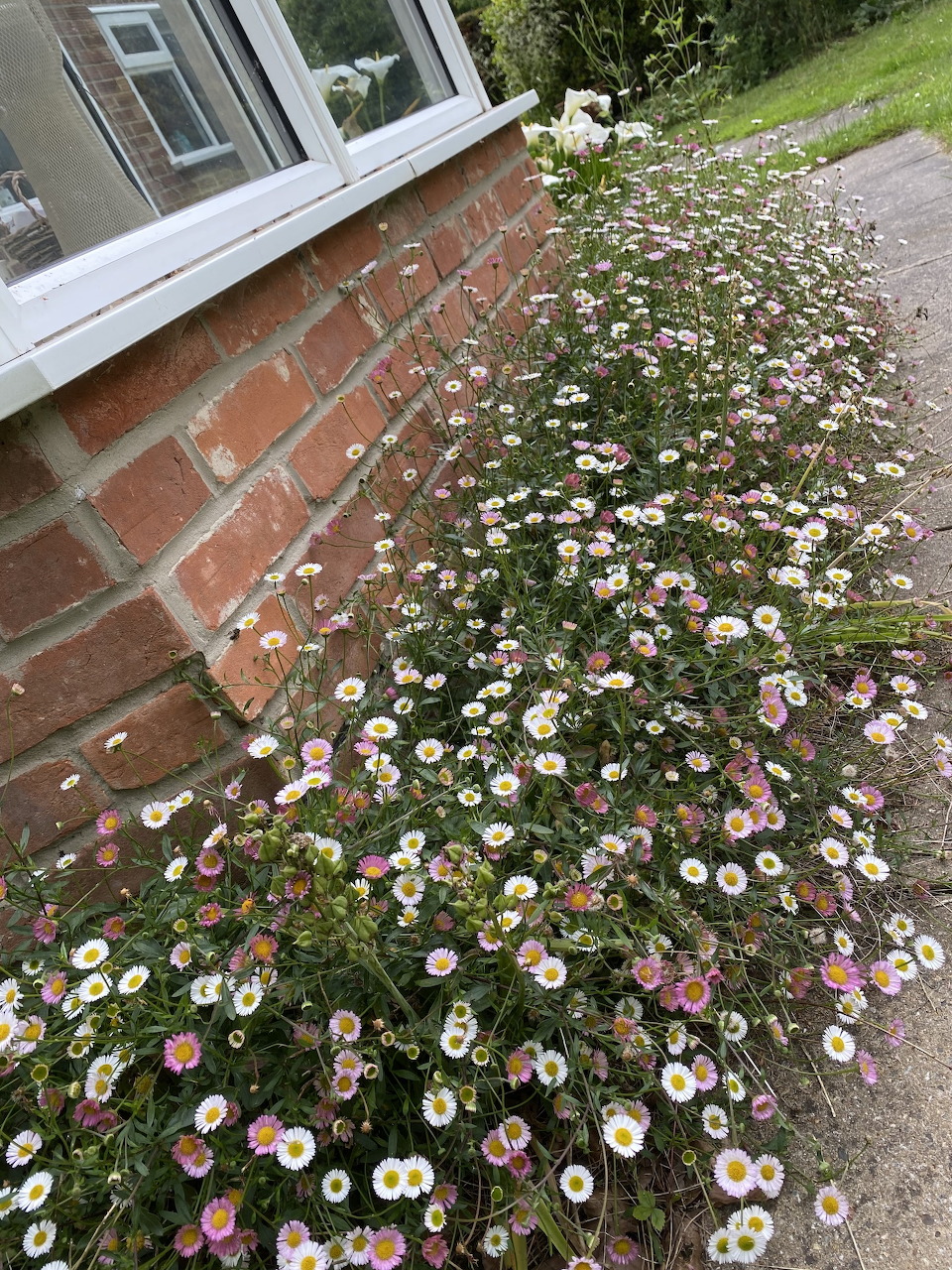 Mexican Daisy Border