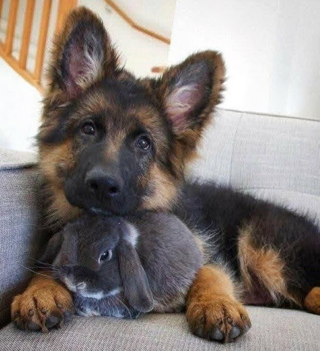 German Shepherd puppy lying down with gray bunny rabbit between its paws on couch