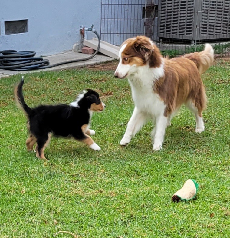 Adult dog and small puppy facing each other on grass in a backyard