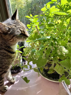 Tabby cat sniffing green leaves of a potted plant by a window