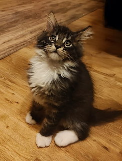 Fluffy tabby kitten with white paws sitting on wooden floor
