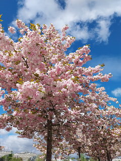 Pink cherry blossom tree blooming against blue sky with white clouds