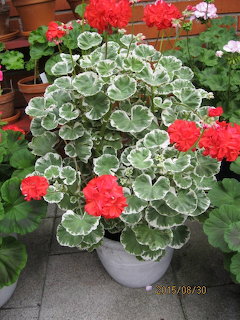 Variegated geranium in pot with red flowers and white-edged green leaves