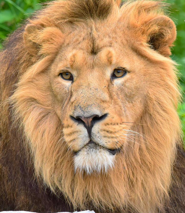 Close-up portrait of a male lion with golden mane looking at camera