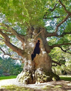 Large old oak tree with thick gnarled trunk and wide spreading branches covered in green leaves