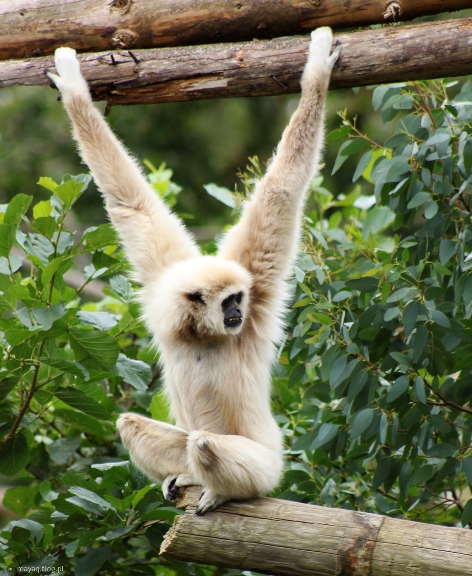 White-handed gibbon with pale face ring sitting among forest branches