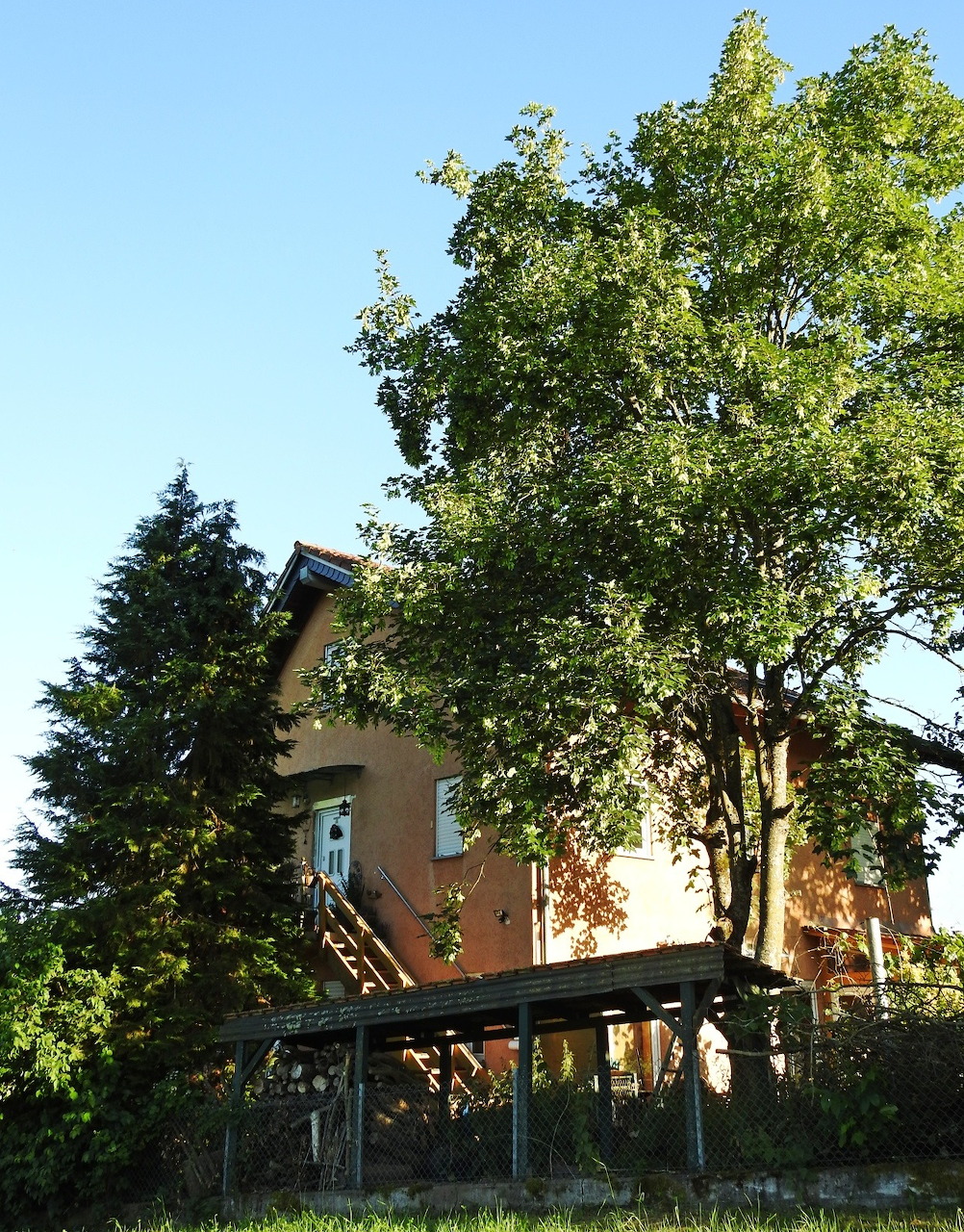 Yellow house with large green trees and wooden fence in front yard