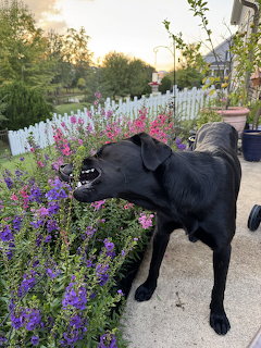 Black Dog Sniffing Flowers
