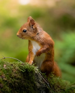 Red squirrel standing on a moss-covered log with a blurred green forest background