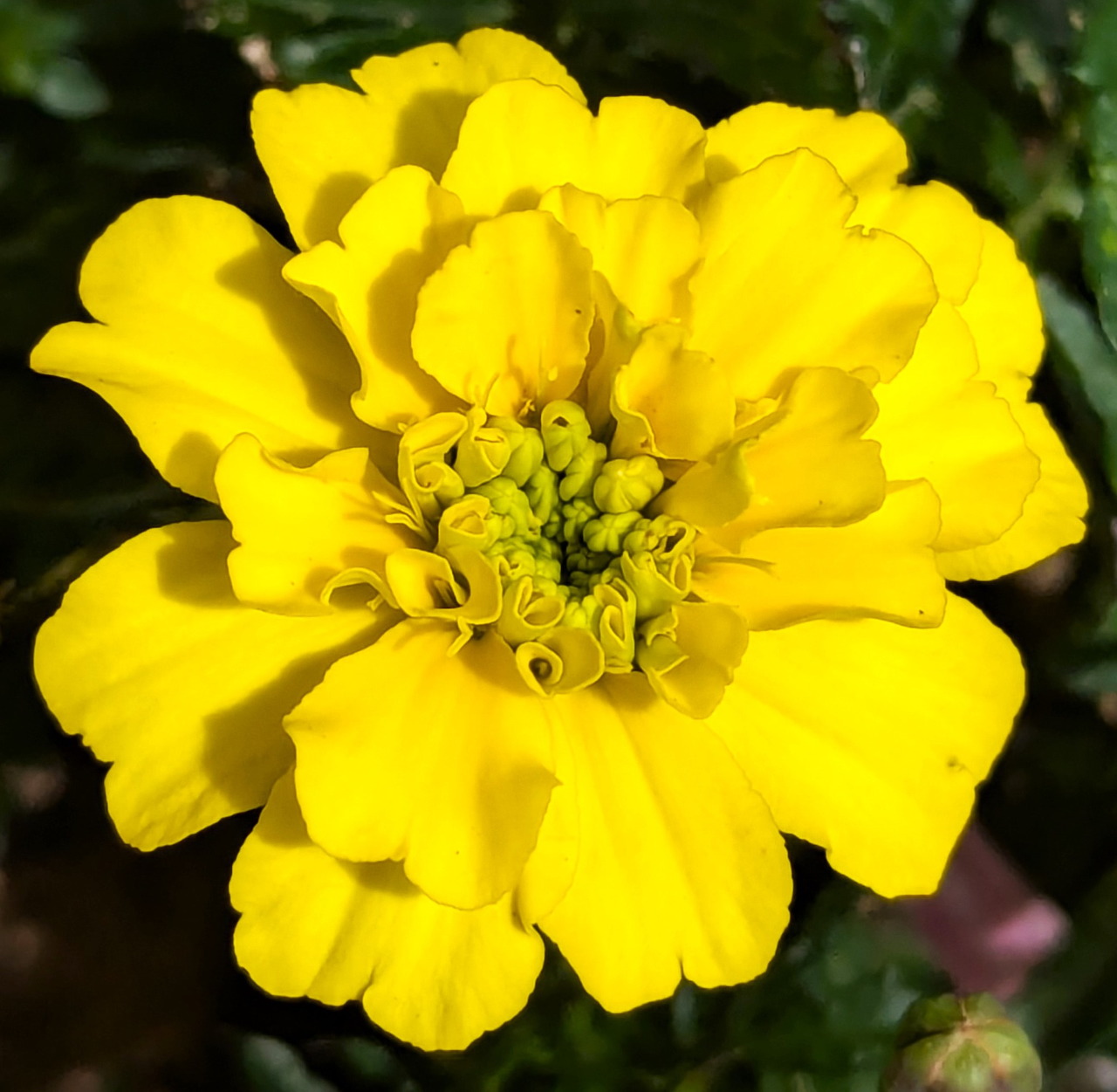 Yellow Tagetes Flower