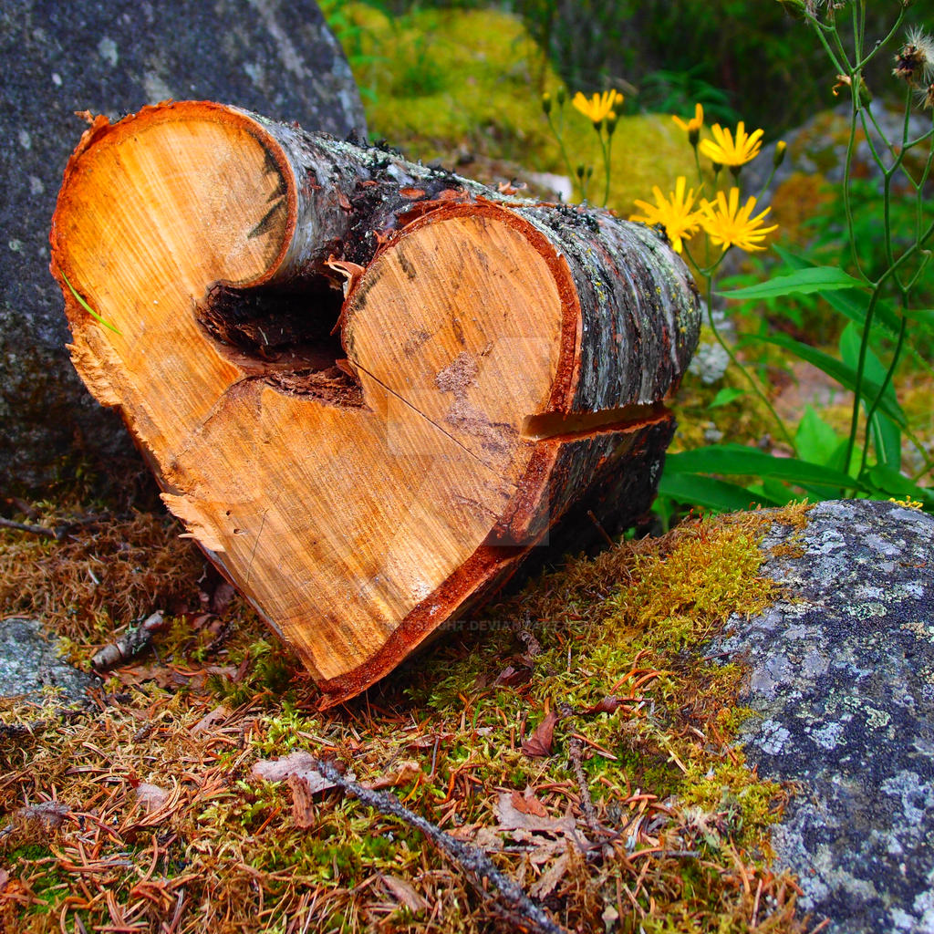 Heart-shaped wood log on mossy ground beside rocks and yellow flowers