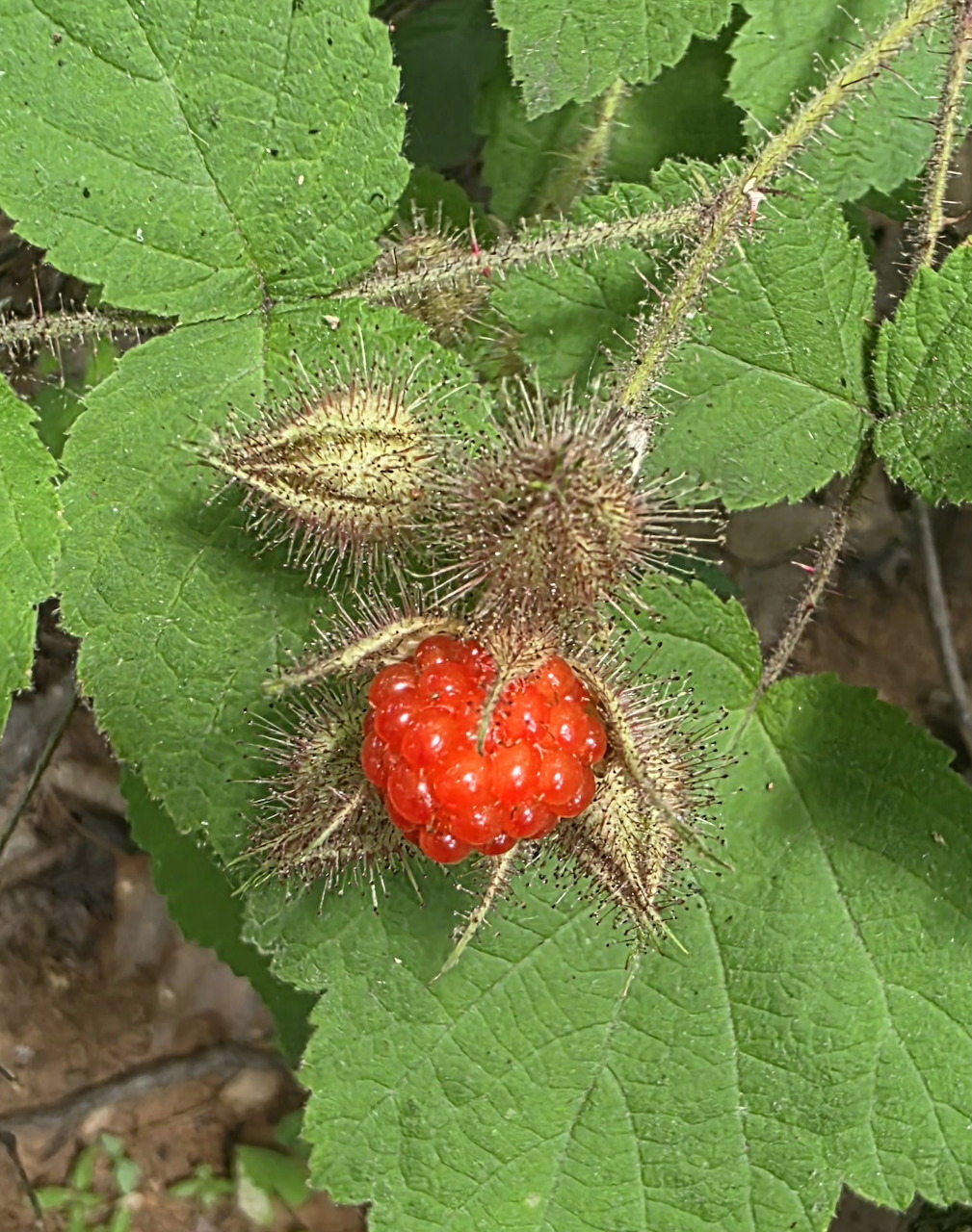Wineberry at Trails of Monticello