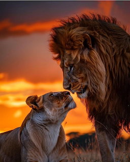 Close-up of a lion and lioness touching noses at sunset