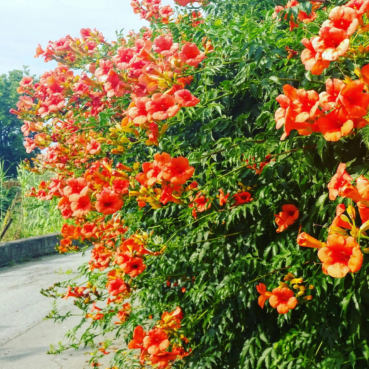 Mass of bright orange trumpet flowers on climbing green vine in sunlight