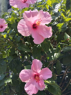 Three pink hibiscus flowers with red centers bloming among green leaves in a garden