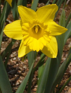 Close-up of a bright yellow daffodil flower with trumpet-shaped center bloming among green leaves