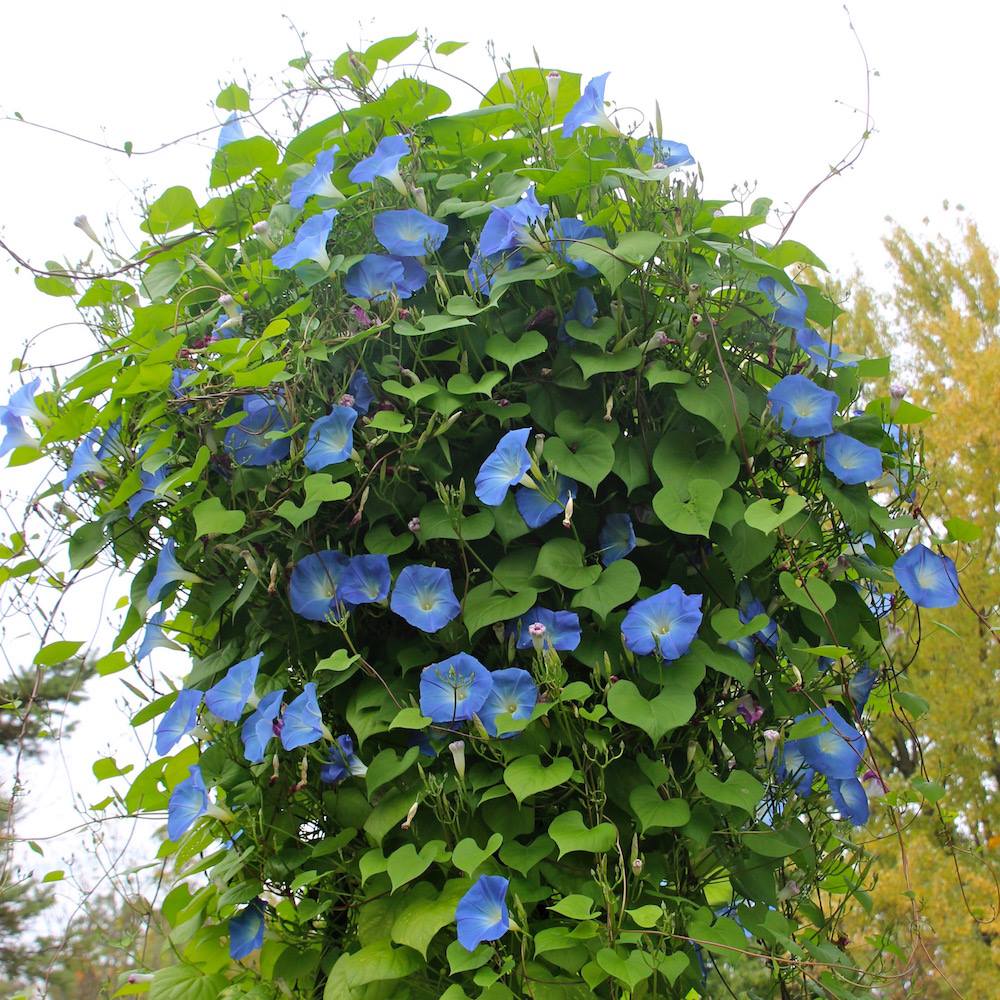 Blue morning glory flowers covering a lush green vine outdoors