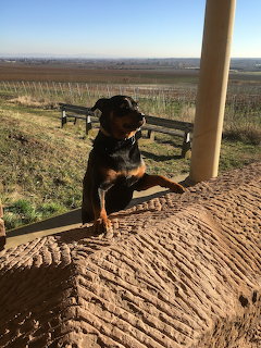 Dog on Porch Overlooking Vineyard