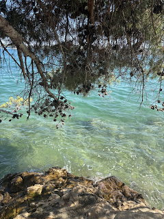 Tree branches over clear turquoise sea water by a rocky shore