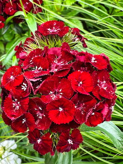 Red Dianthus Flowers