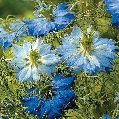 Blue and white Nigella flowers with delicate petals and fine green foliage