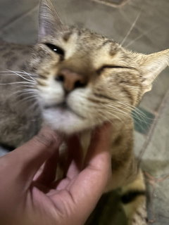 Close-up of a tabby cat being scratched under the chin