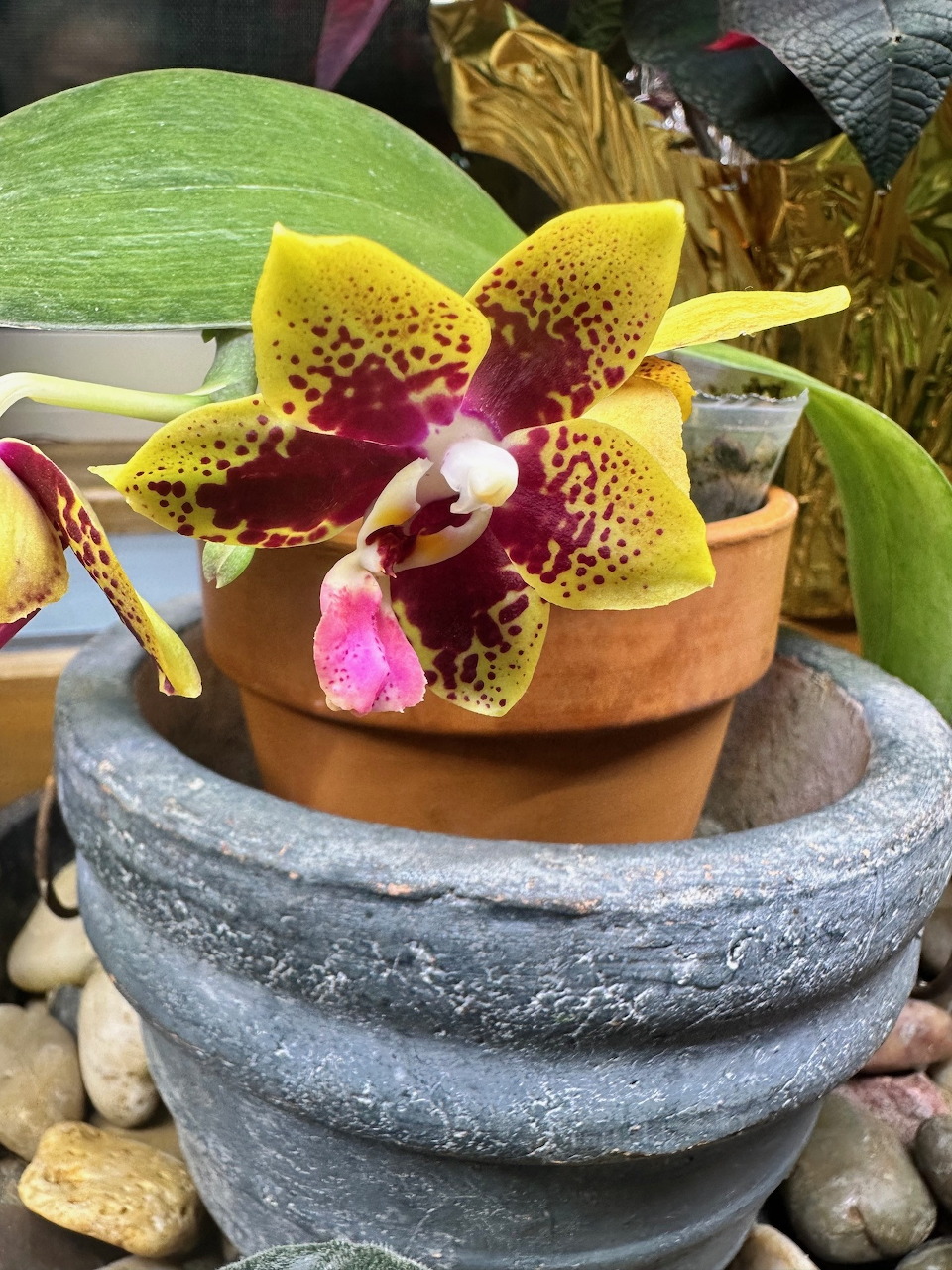 Yellow orchid with red spots and magenta center in a terracotta pot beside a grey stone planter