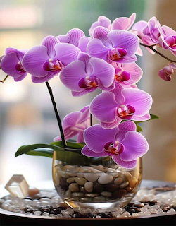 Pink phalaenopsis orchid bloming in a glass vase with pebbles on a table
