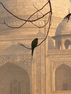 Green parrot on a branch silhouetted against the Taj Mahal facade in morning haze