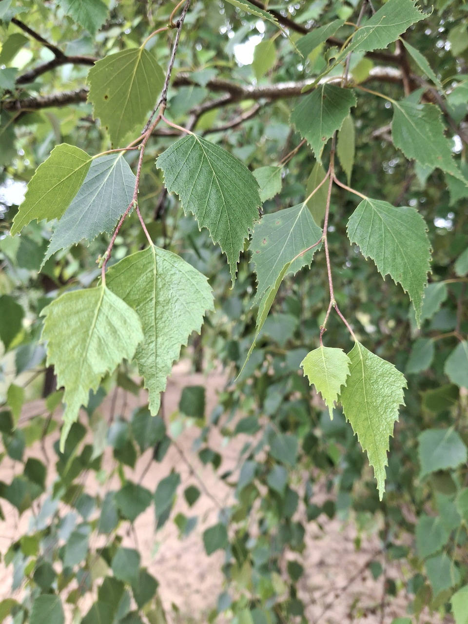 Close-up of green leaves hanging from thin tree branches