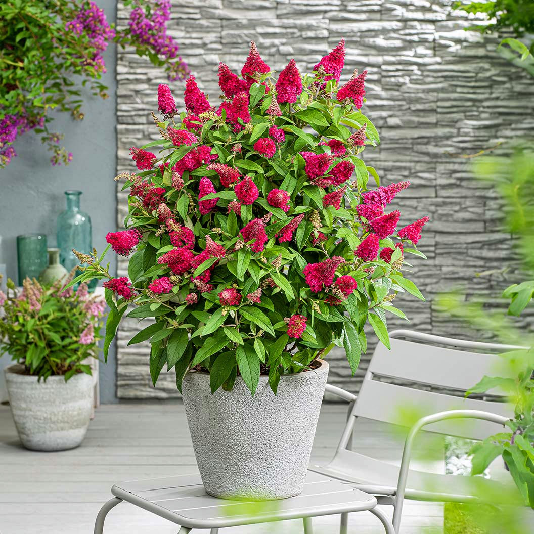 Pink butterfly bush flowering plant in white pot on outdoor patio table