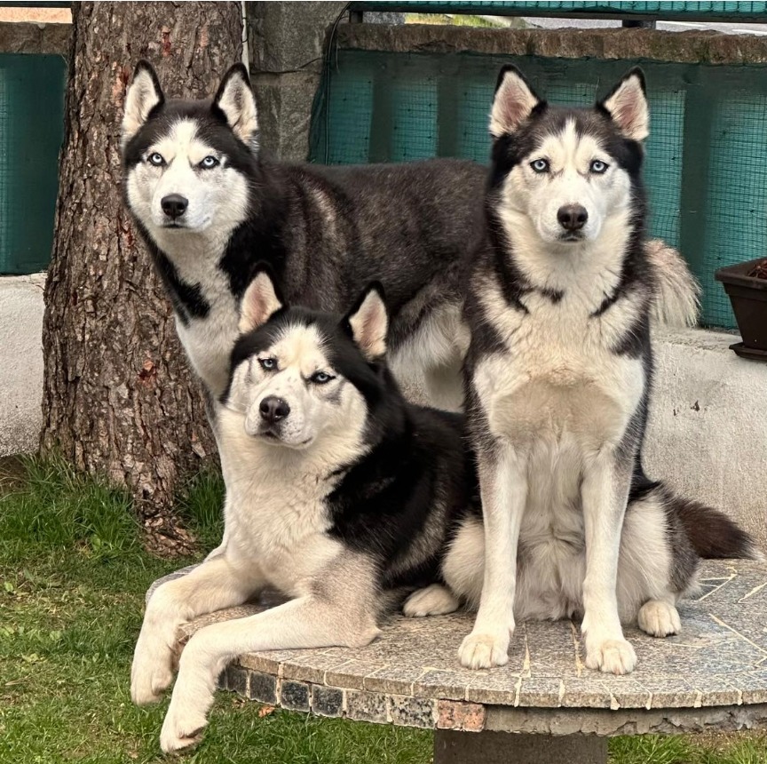 Three Siberian huskies with black and white fur sitting on a wooden bench in a garden setting