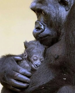Adult gorilla holding a sleeping baby gorilla in a close-up portrait