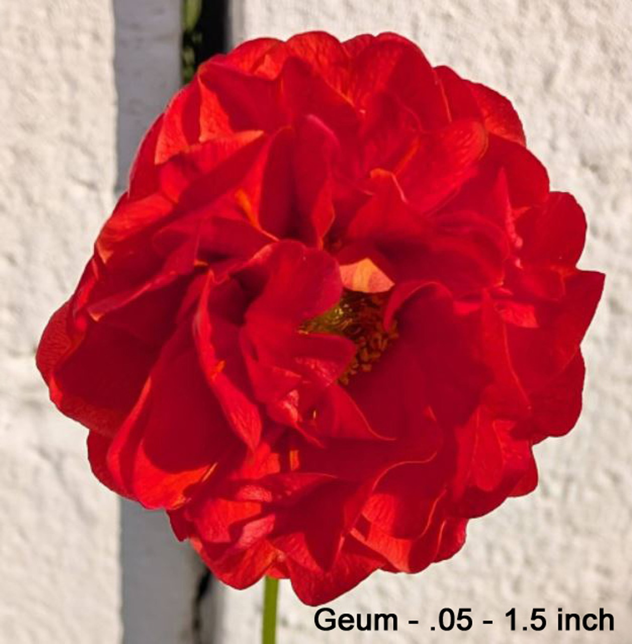 Close-up of a bright red Geum flower with layered ruffled petals and yellow-orange stamens in the center