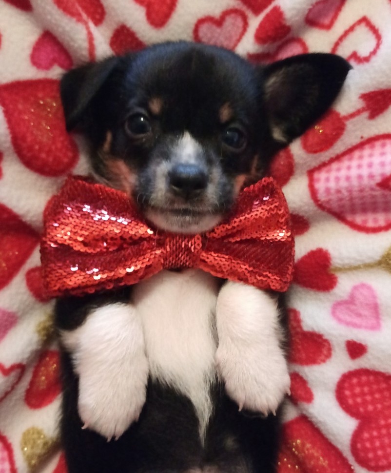Black and tan puppy wearing a red sequin bow tie on a heart-patterned Valentine's Day blanket