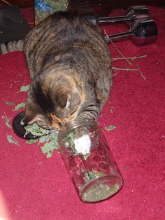 Tabby cat with head inside glass jar on red carpet