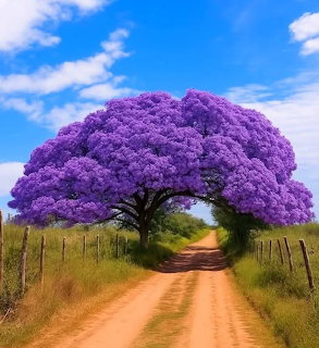 Jacaranda Tree Dirt Road