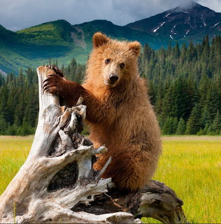 Brown Bear Cub