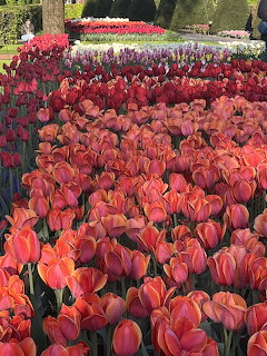 Dense rows of red and orange tulips bloming in Keukenhof garden with colorful flower beds behind