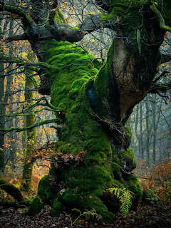 Twisted forest tree trunk covered in bright green moss among bare branches