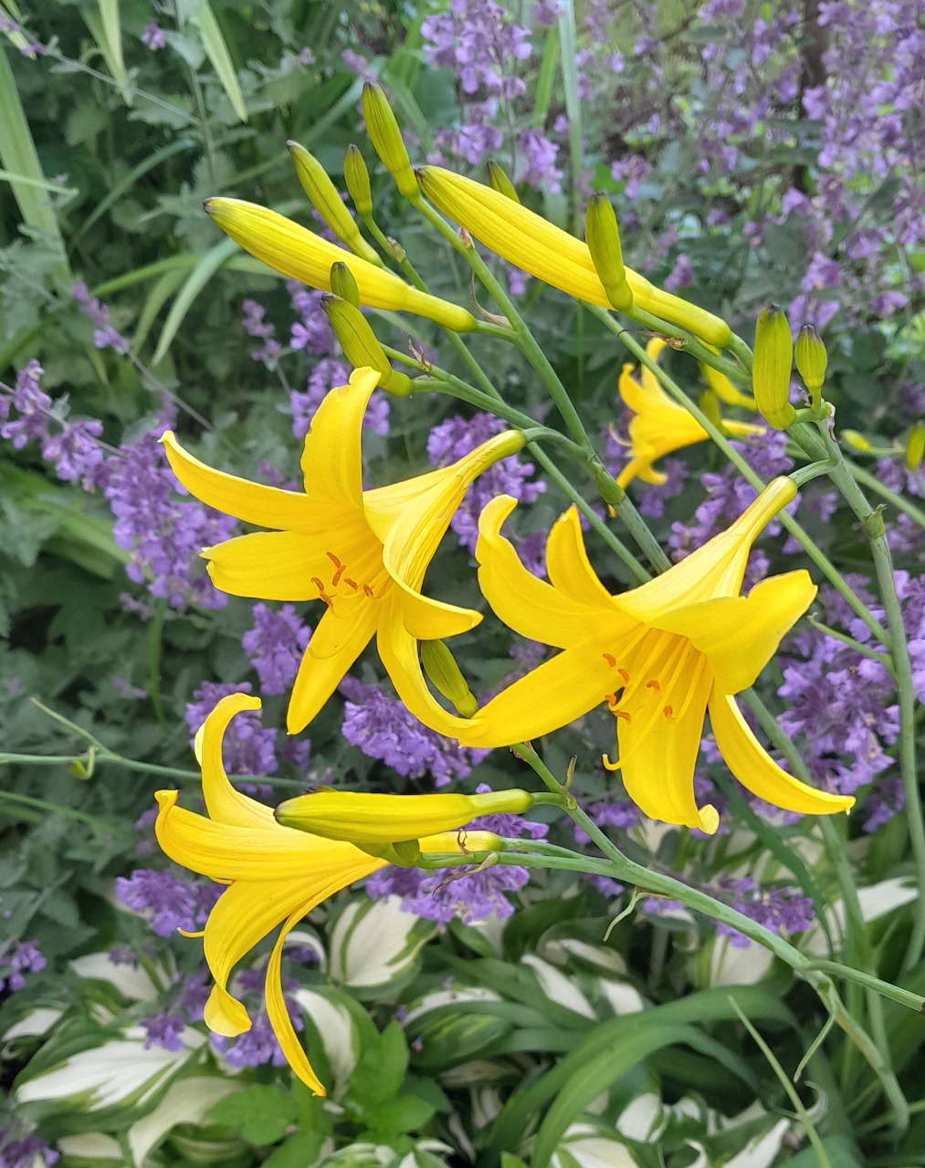 Yellow daylilies blooming in a garden with purple flowers in the background