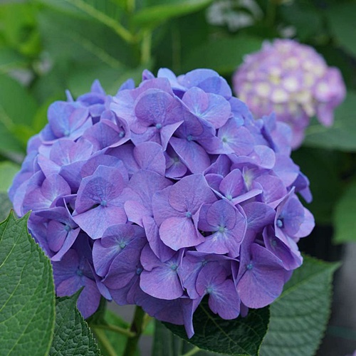 Purple hydrangea flower cluster with green leaves in soft focus background
