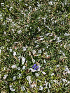 White flower petals scattered on green grass with one purple violet flower
