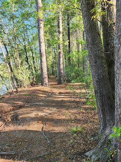 Dirt hiking path through a forest of tall trees with green leaves and lake visible to the left